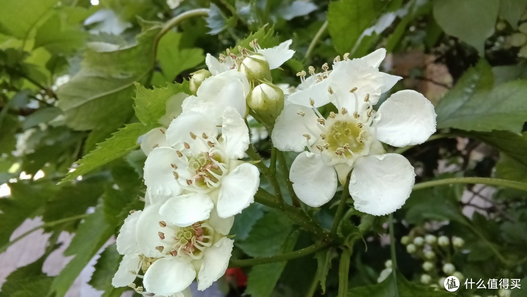 学习手机推荐三(自律系)——多亲Qin3Ultra