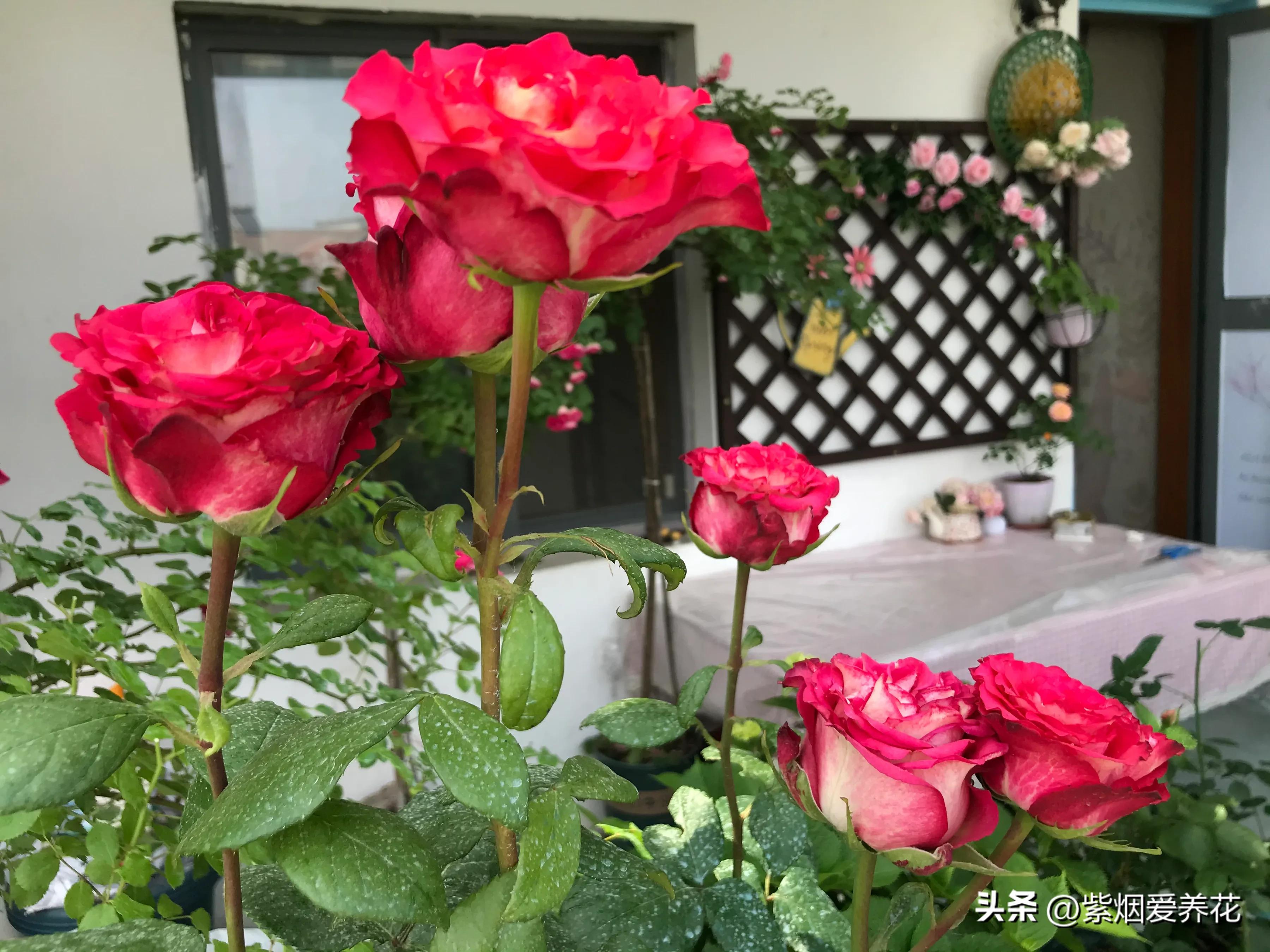 男人送女人一枝红色玫瑰花,送你永不凋谢的玫瑰花