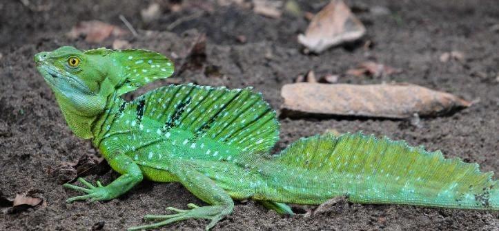 国外惊现巨型蝾螈,巨型暴蝾螈