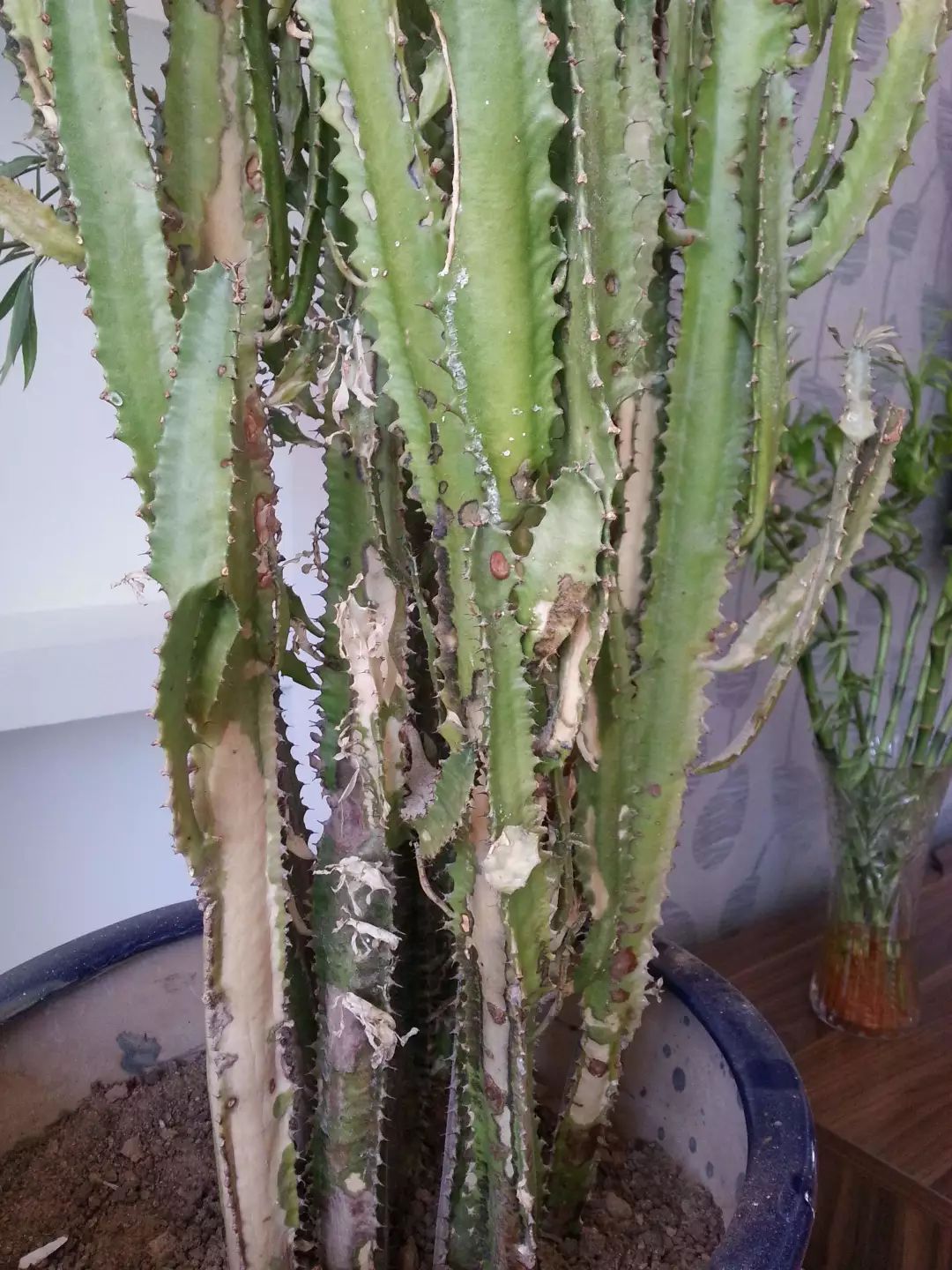 龙骨花夏天怎么黄叶,龙骨花烂根怎么补救