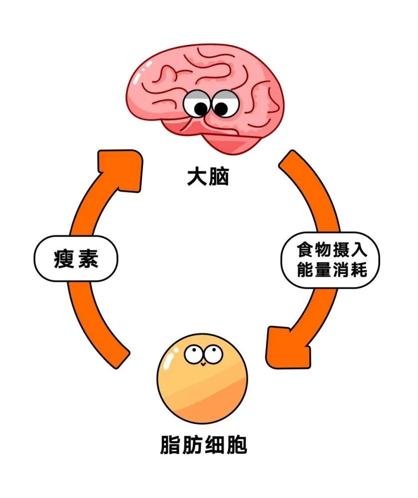 谷物大脑具备权威性吗,谷物大脑有人看过吗