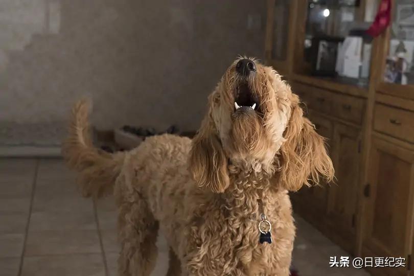 狗晚上听到一点声音就叫怎么制止,宠物狗发出呜呜叫到底是什么原因