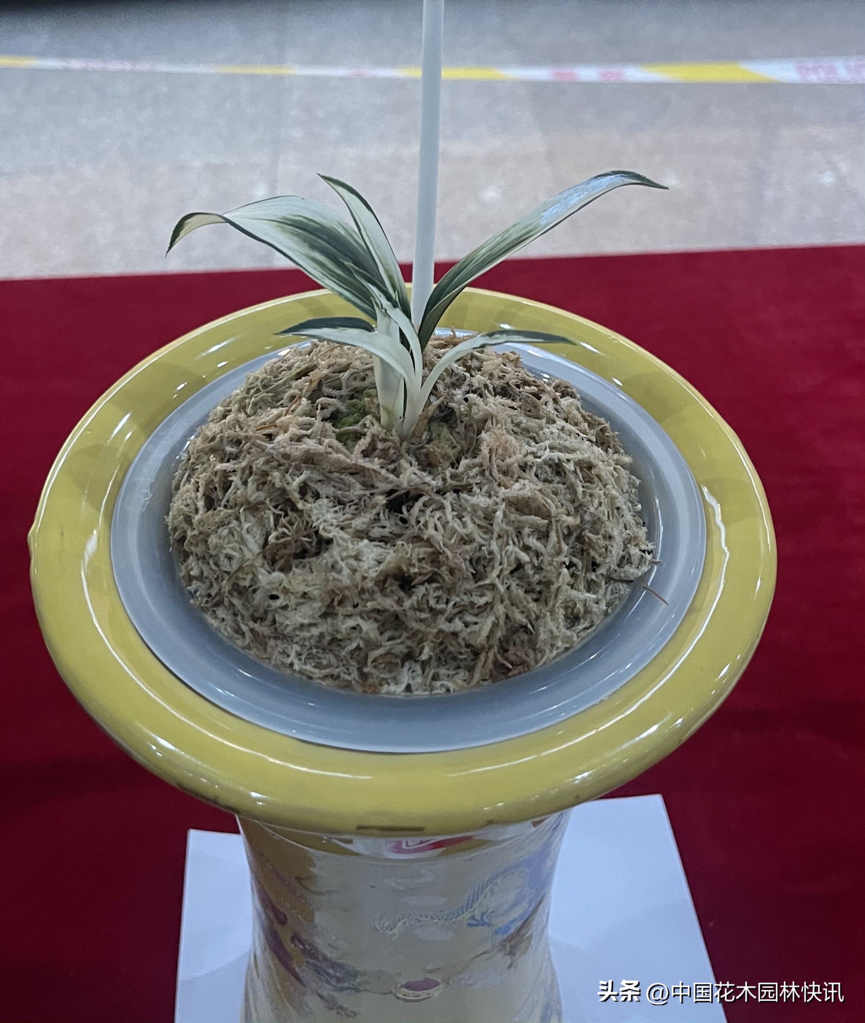 两岸一家亲共筑兰花梦中国玉溪首届兔耳兰展成功举办