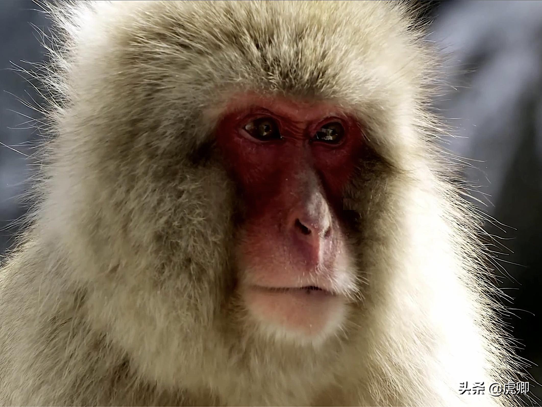 日本猕猴冬天生活,日本猕猴的真实生活