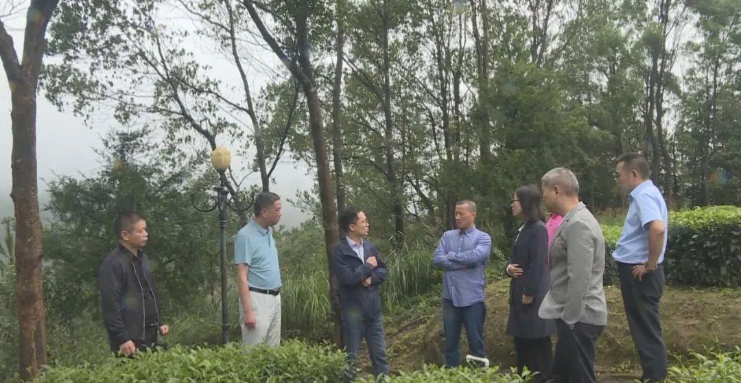 鑼跺彾涓撳鐜板満璁茶В鍥剧墖,鑼跺彾鎺㈣