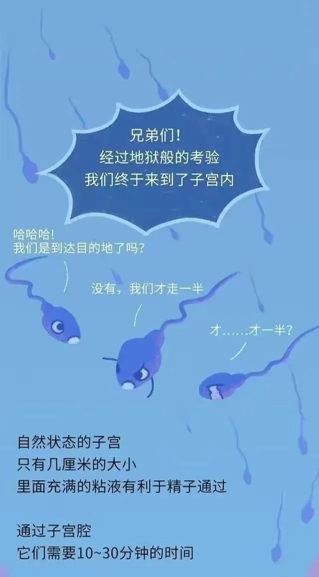 精子进入女性体内后，会发生什么神奇的事？漫画科普