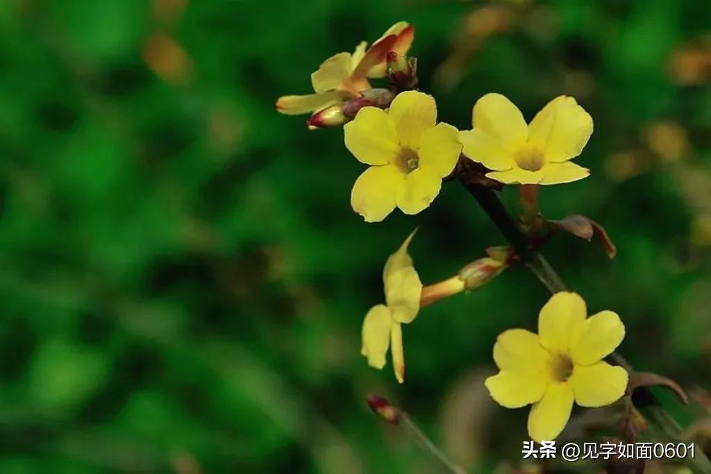 野迎春与迎春花的区别,迎春花和野迎春