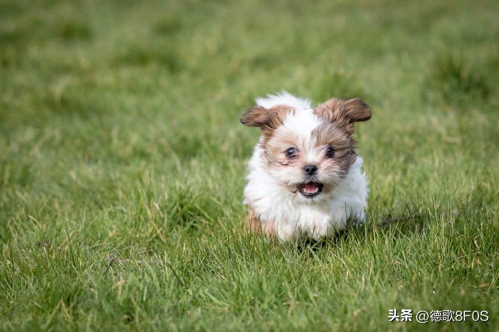 世上最漂亮泰迪熊,世界上最可爱的狗泰迪狗排第几名