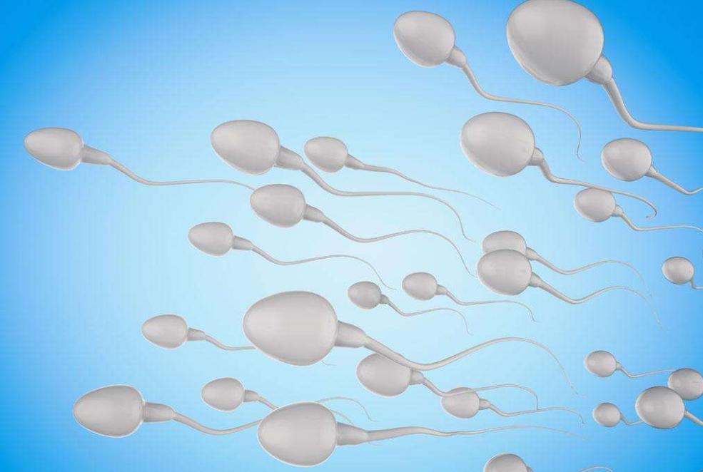 精子的制造过程要多久,人体精子是怎么制造的