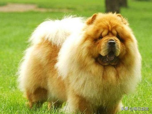 松狮边牧的优点和缺点,松狮的优点和缺点