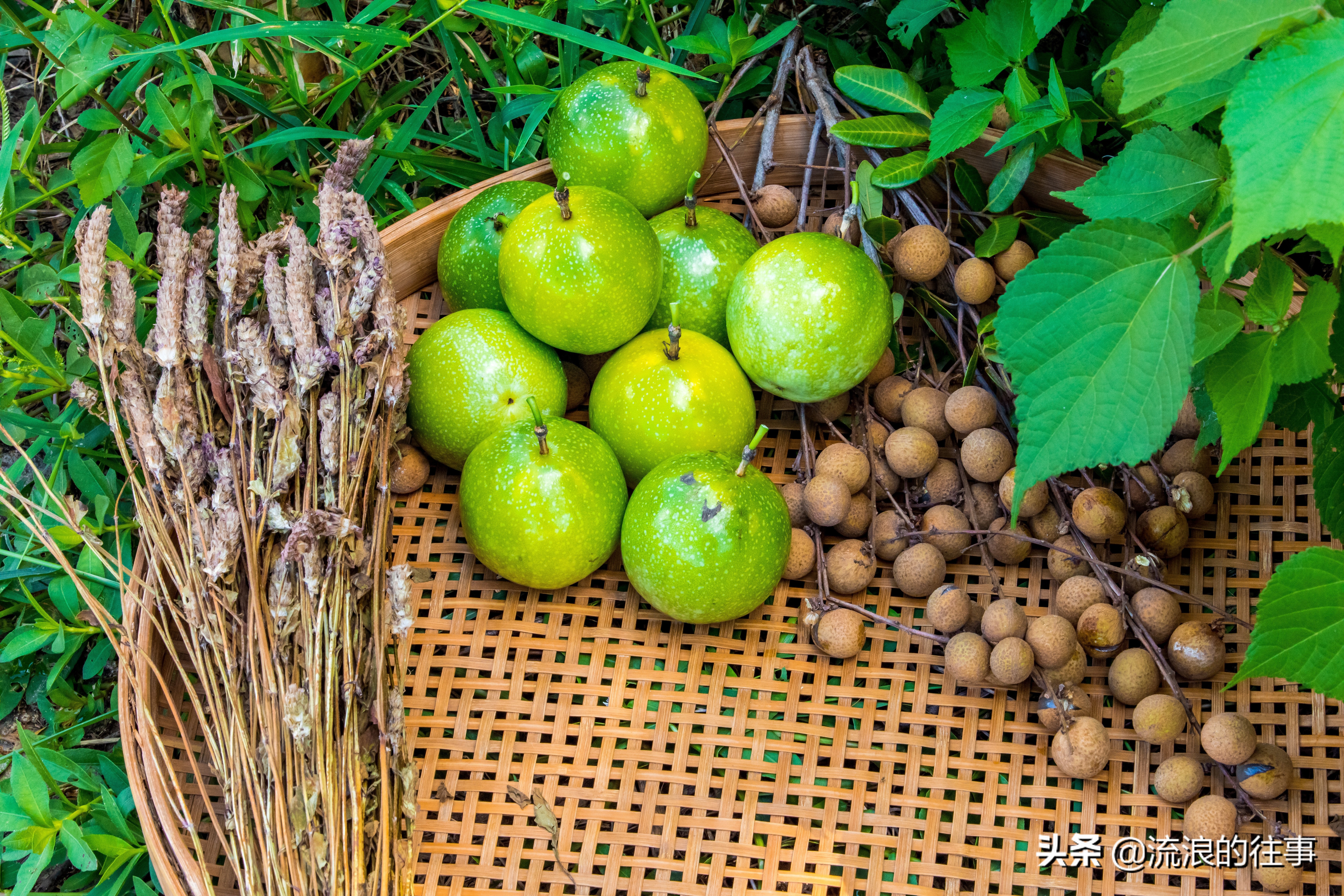如何区分各品种的黄金百香果,黄金百香果与紫皮百香果功效