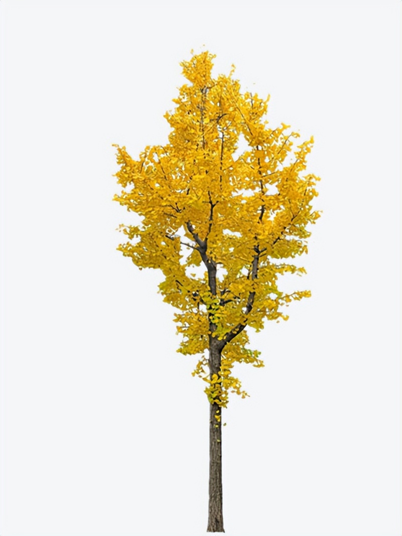 我与中医中药的故事作文五年级,我和中药的作文