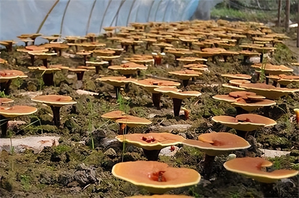 灵芝种植创业故事,野外种植灵芝一年收入