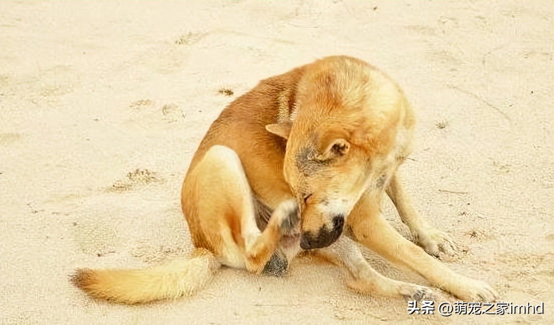 你知道这8种狗狗生病的症状吗,狗狗比较容易得的几种疾病