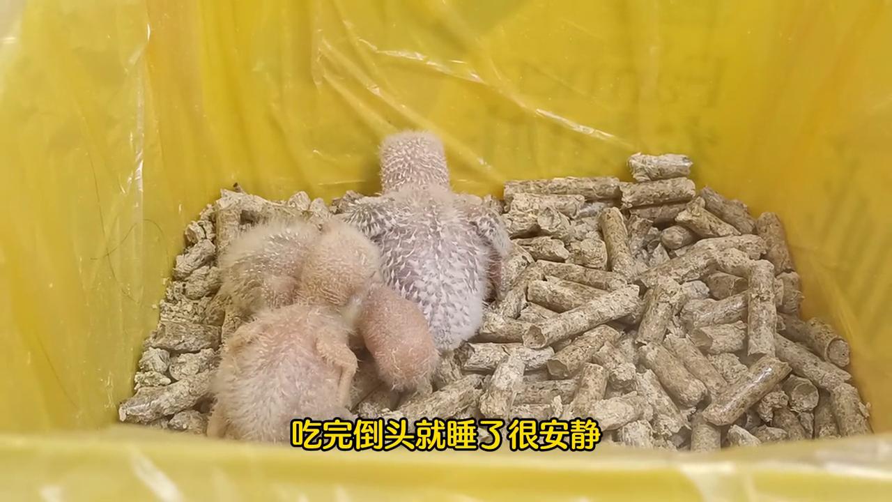 鹦鹉养殖纪录片,鹦鹉养殖日记100例