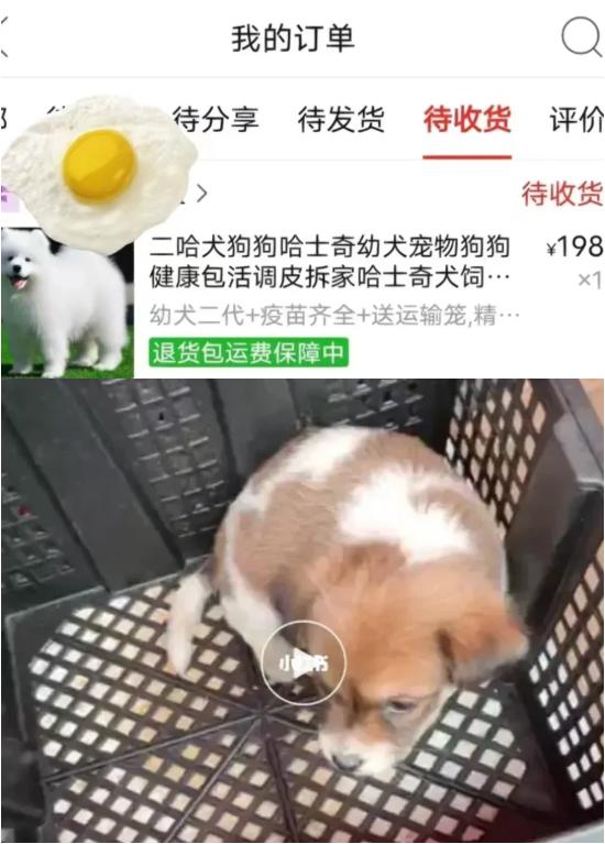 气死！拼夕夕150元买德牧，到手一看，山东德州牧鸡犬？？