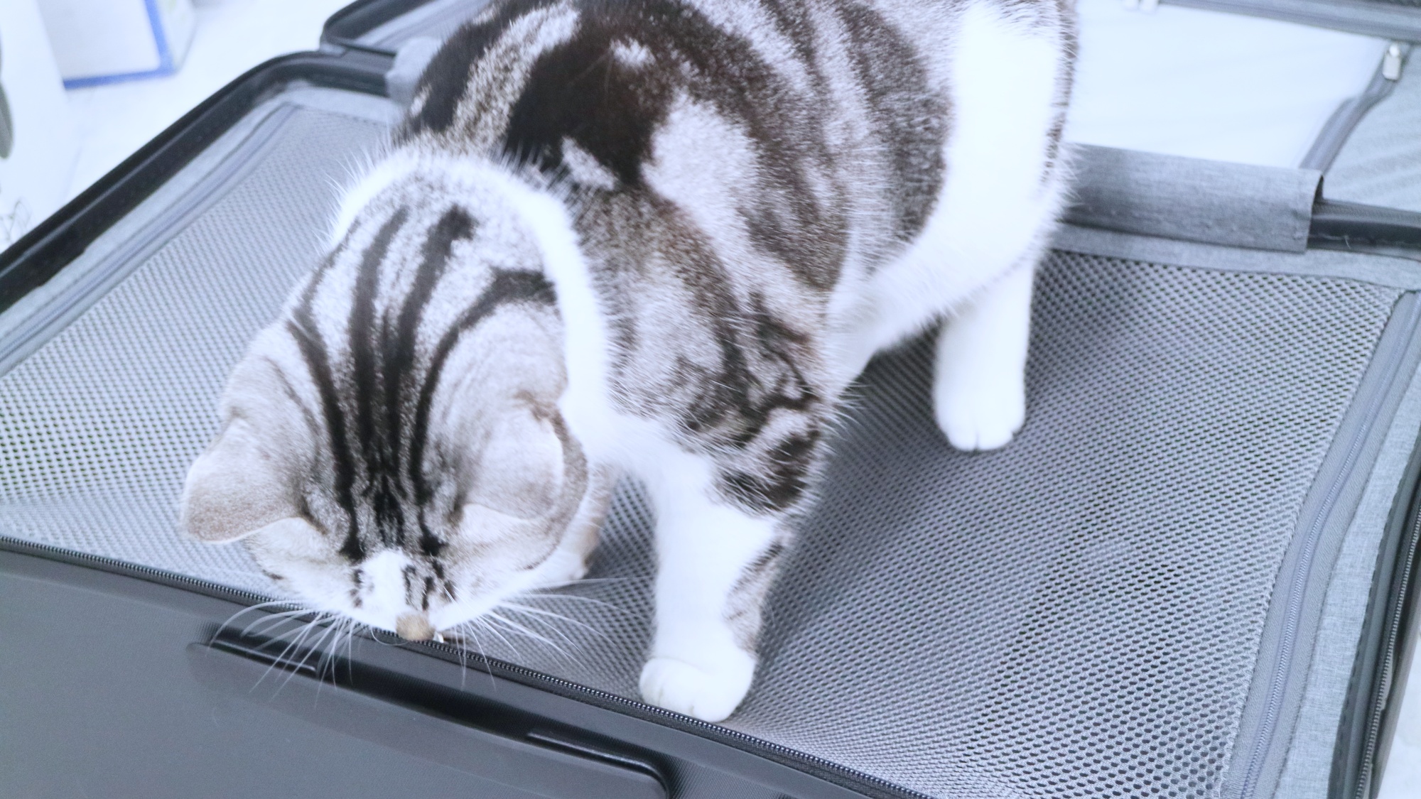 地平线8号行李箱和漫游旅行箱,地平线8号大旅行家系列行李箱