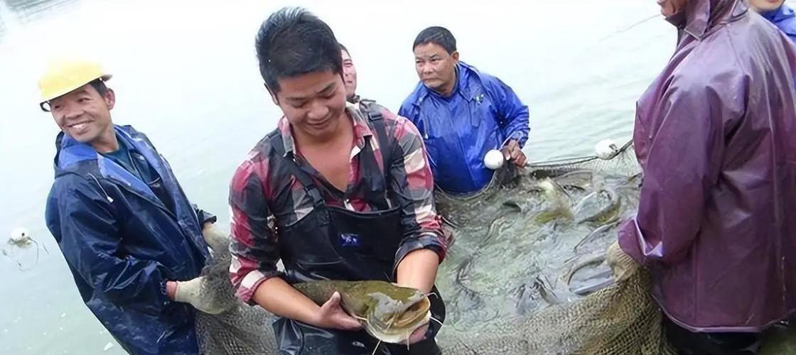 男子花20万买一条鲶鱼3年狂赚上亿,湖北小伙花20万买个鲶鱼