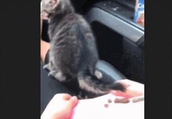 猫咪晚上总是想进卧室,猫咪大晚上总是钻沙发底下怎么办