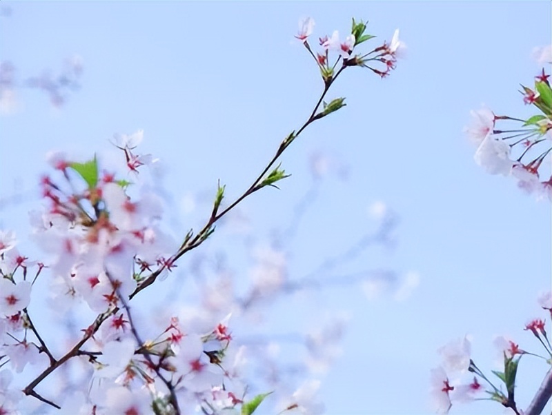 樱花季日本小众赏樱,樱花季全球赏樱胜地盘点