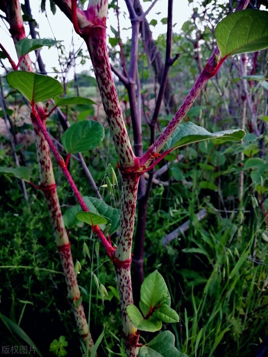 儿时春天必吃的“酸杆子”,如今被人种植亩产超万元,有何价值?