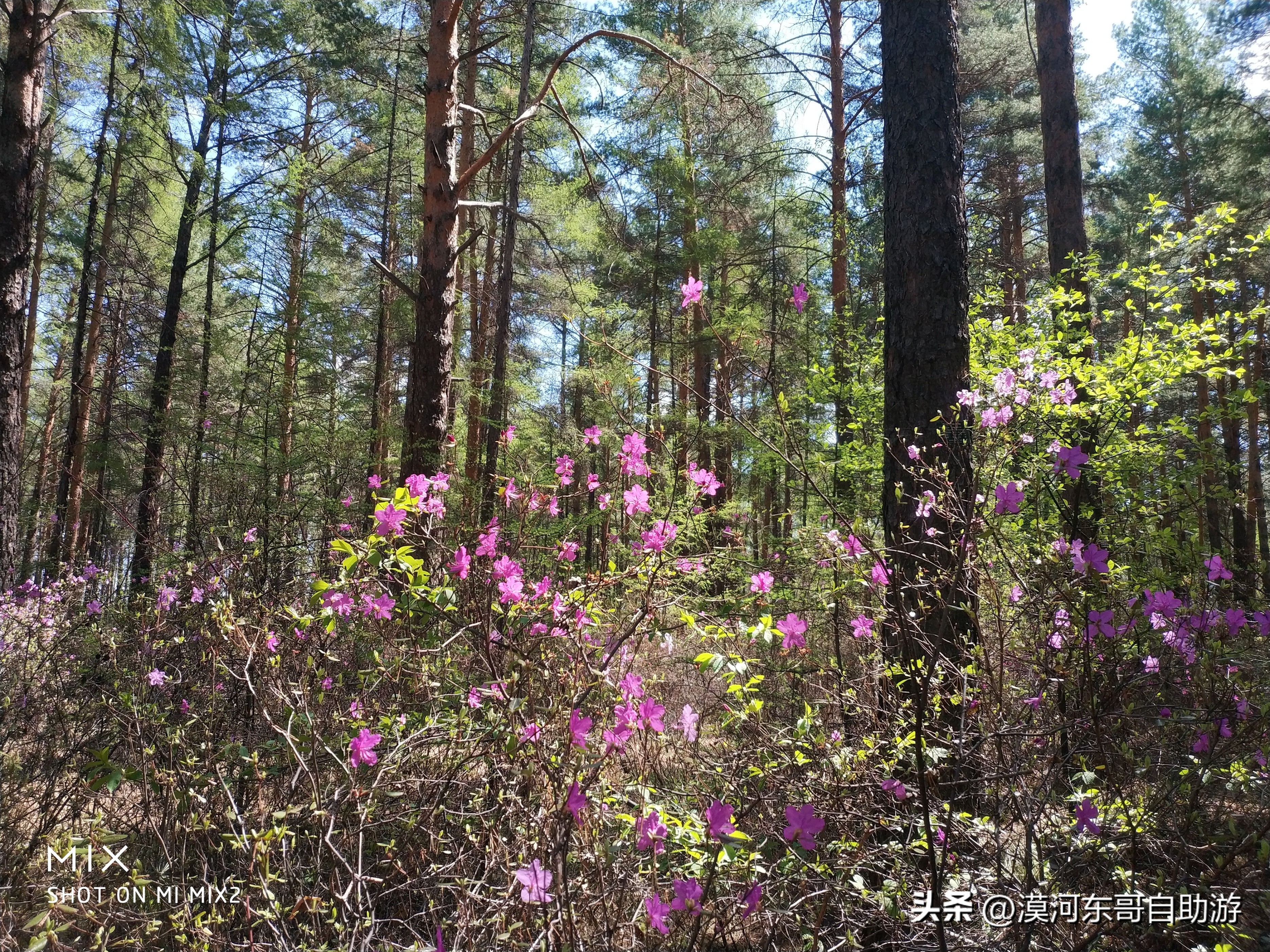 带你去看杜鹃花完整版,漠河旅游攻略一览表