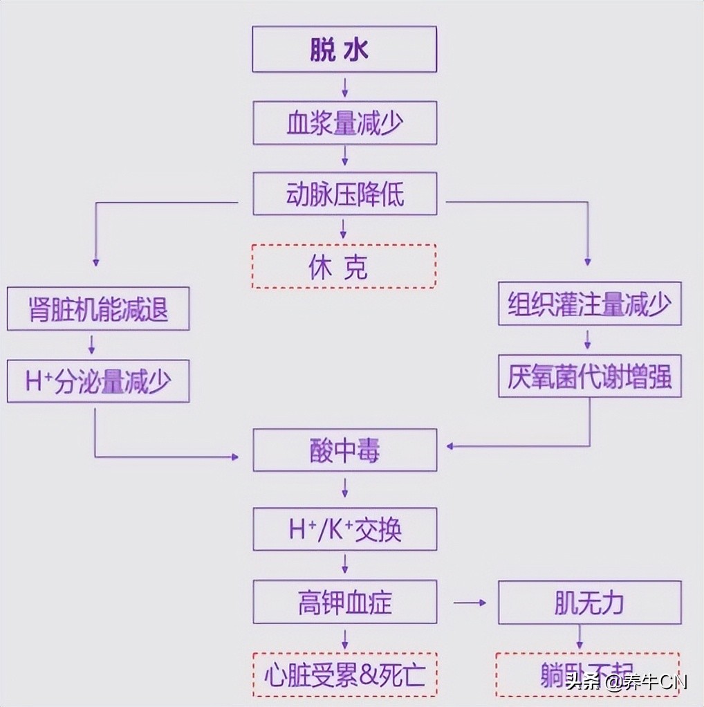 奶公犊牛饲养效益分析,奶公小牛犊如何饲养
