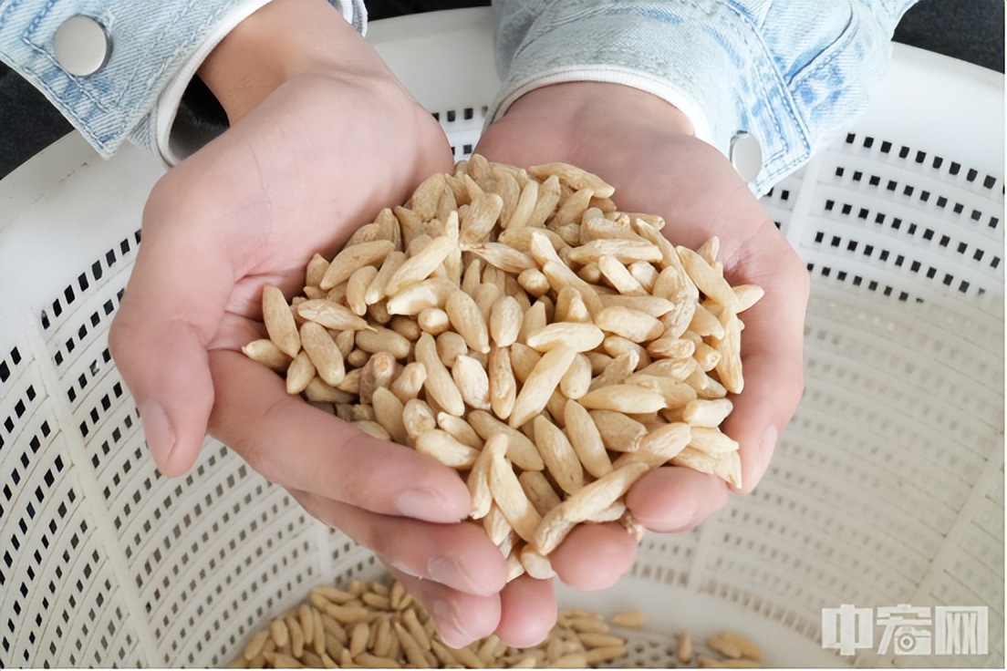 促进中药材产业提质增效助推川产道地药材高质量发展——专访成都中医药大学药学院教授李敏