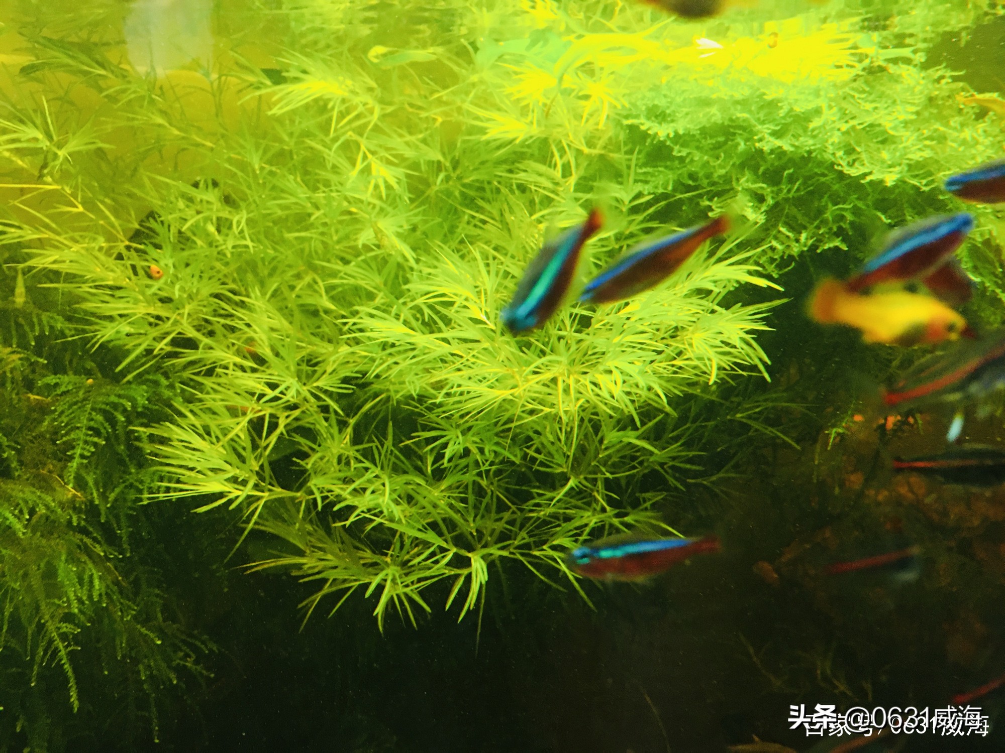 金鱼冬天饲养注意事项,冬季怎么养金鱼温度低了能存活吗