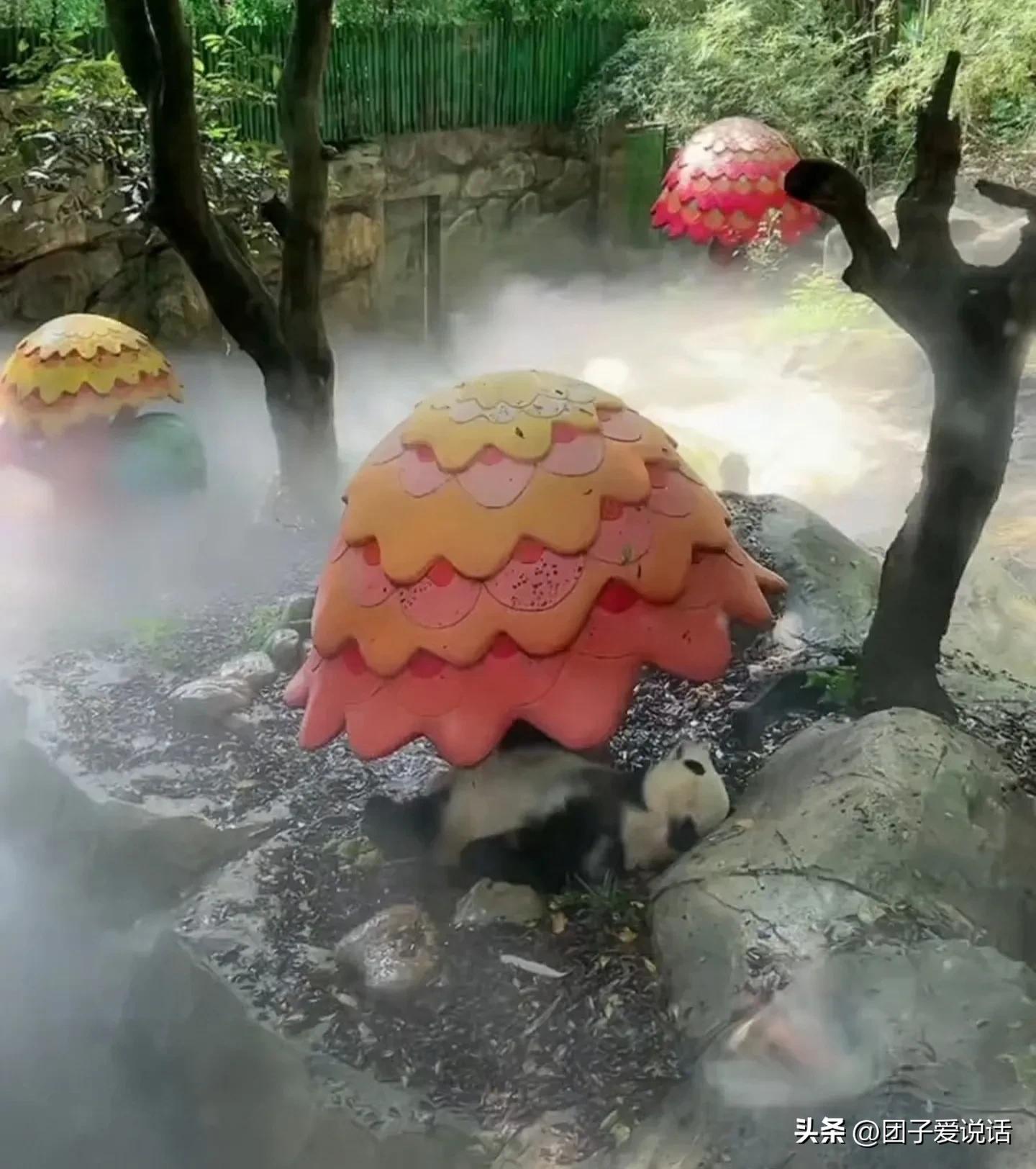 广东广州长隆动物世界看大熊猫,认识成都大熊猫