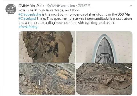 鳄鱼鲨鱼鲸鱼谁最厉害,鲨鱼和鳄鱼大战谁最厉害