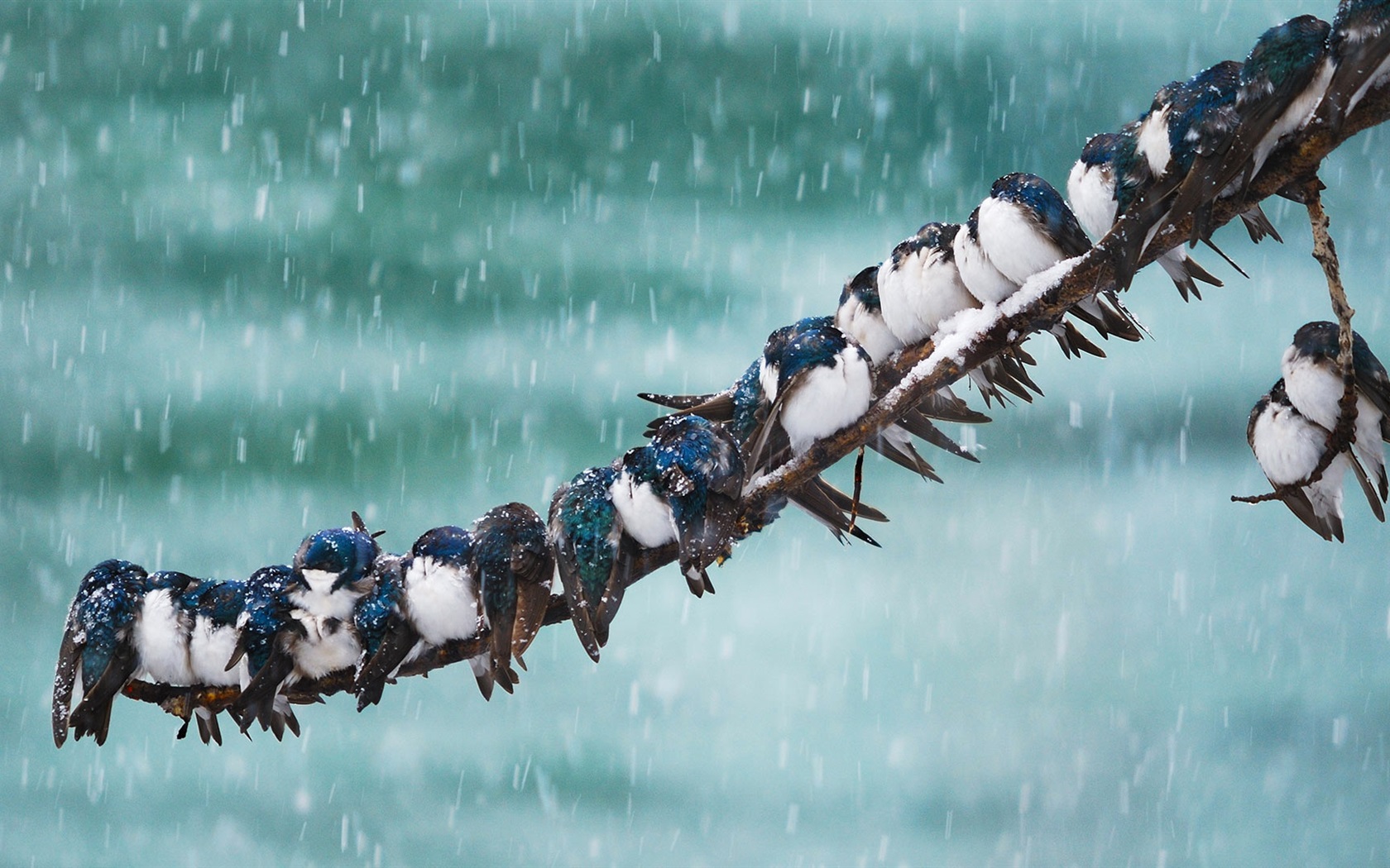 燕子筑巢被人看见,老人说燕子筑巢