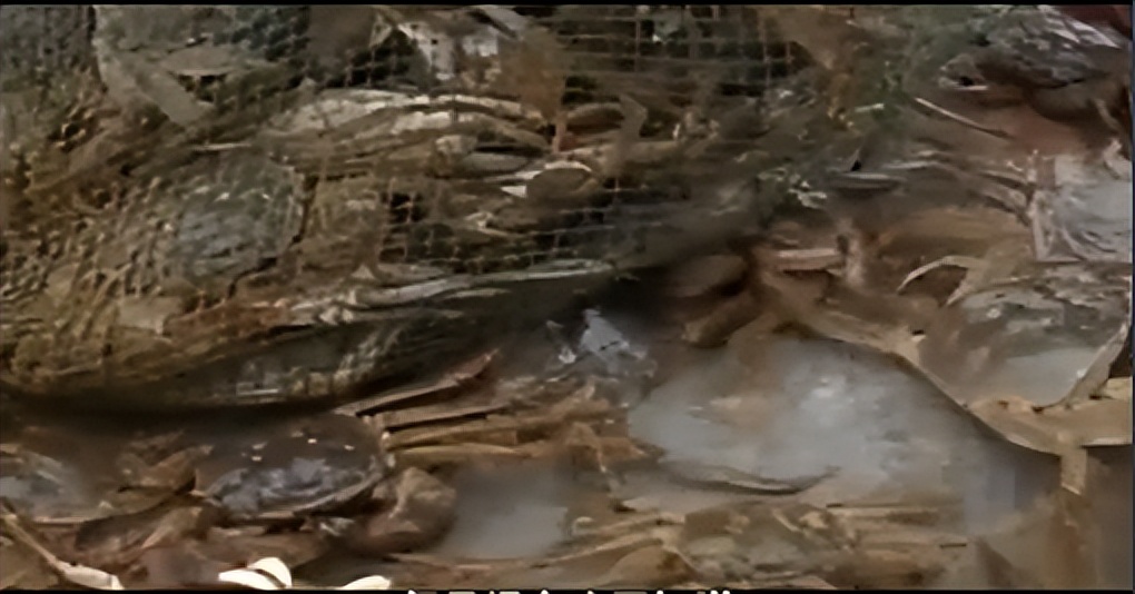 两只螃蟹拍卖出20万，农村大叔养出天价蟹，带动当地年收入20亿