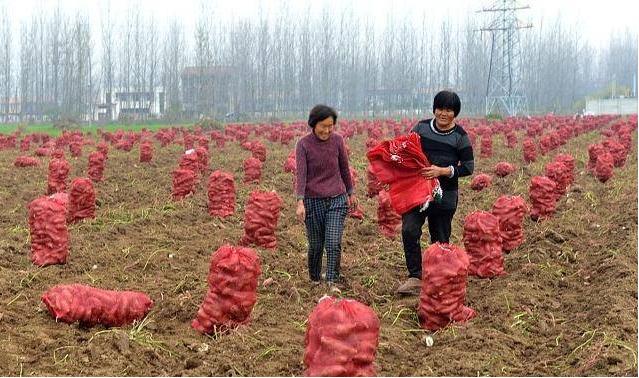 正宗的红薯粉条一般要多少钱一斤,真正的红薯粉条大概在多少钱一斤