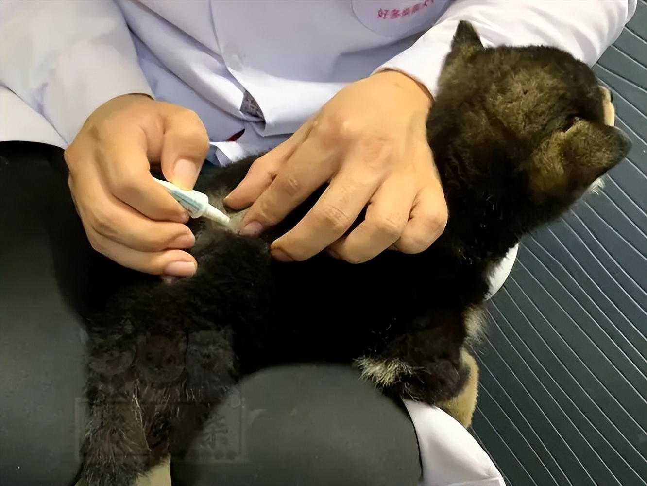 治疗狗狗寄生虫超长版,狗狗有寄生虫怎么治疗