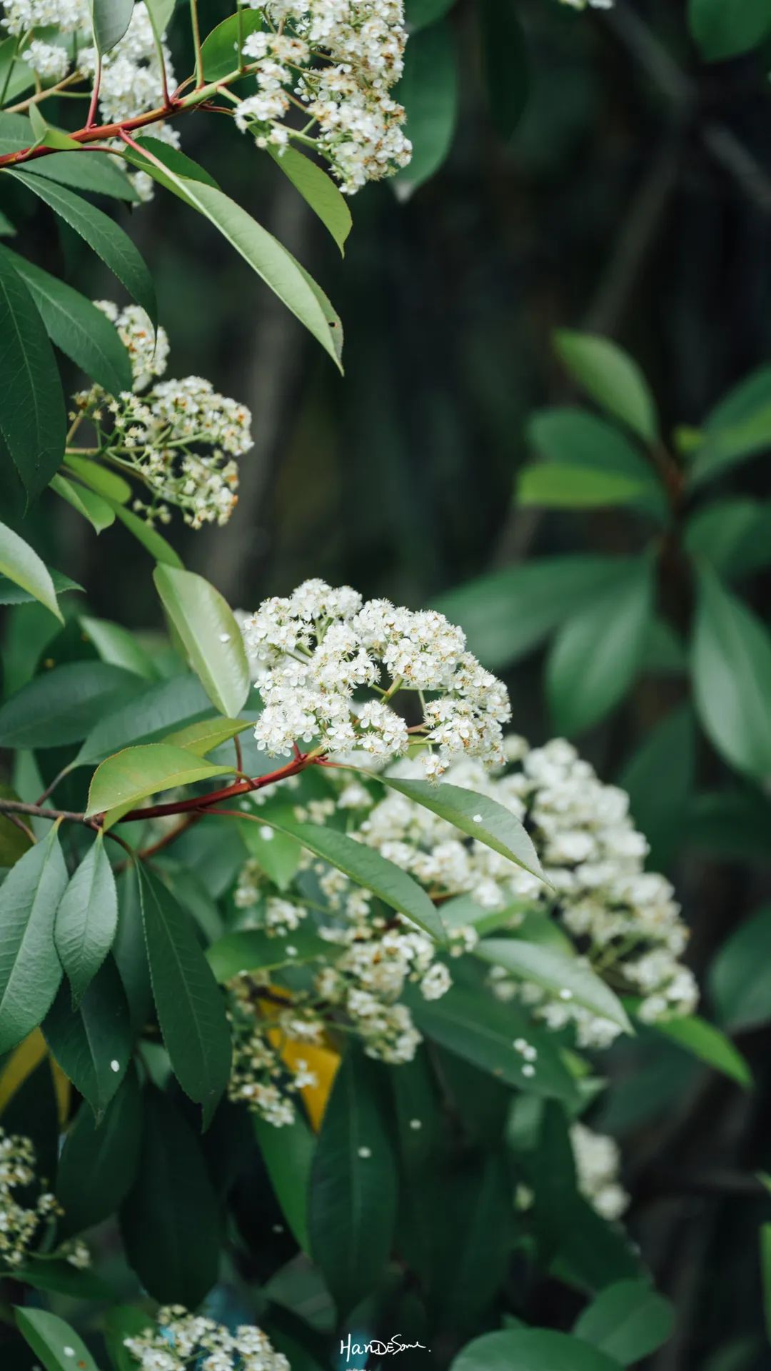 梧桐絮和石楠花,极限二选一