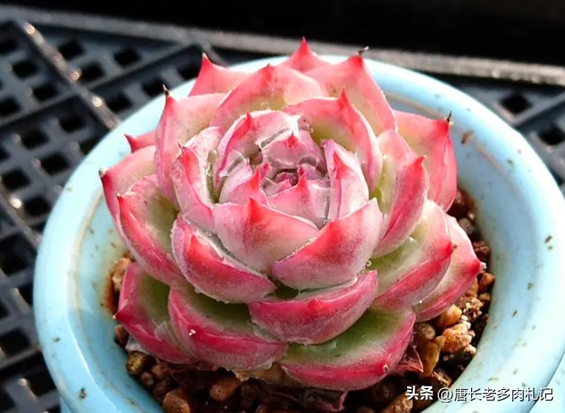 多肉侧影和水晶玫瑰是一样的吗,一种特别好养能度夏天的多肉