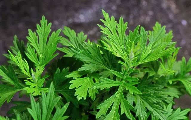 室内蚊子太多怎么驱赶蚊子呢,家里蚊子太多教你一招搞定蚊子