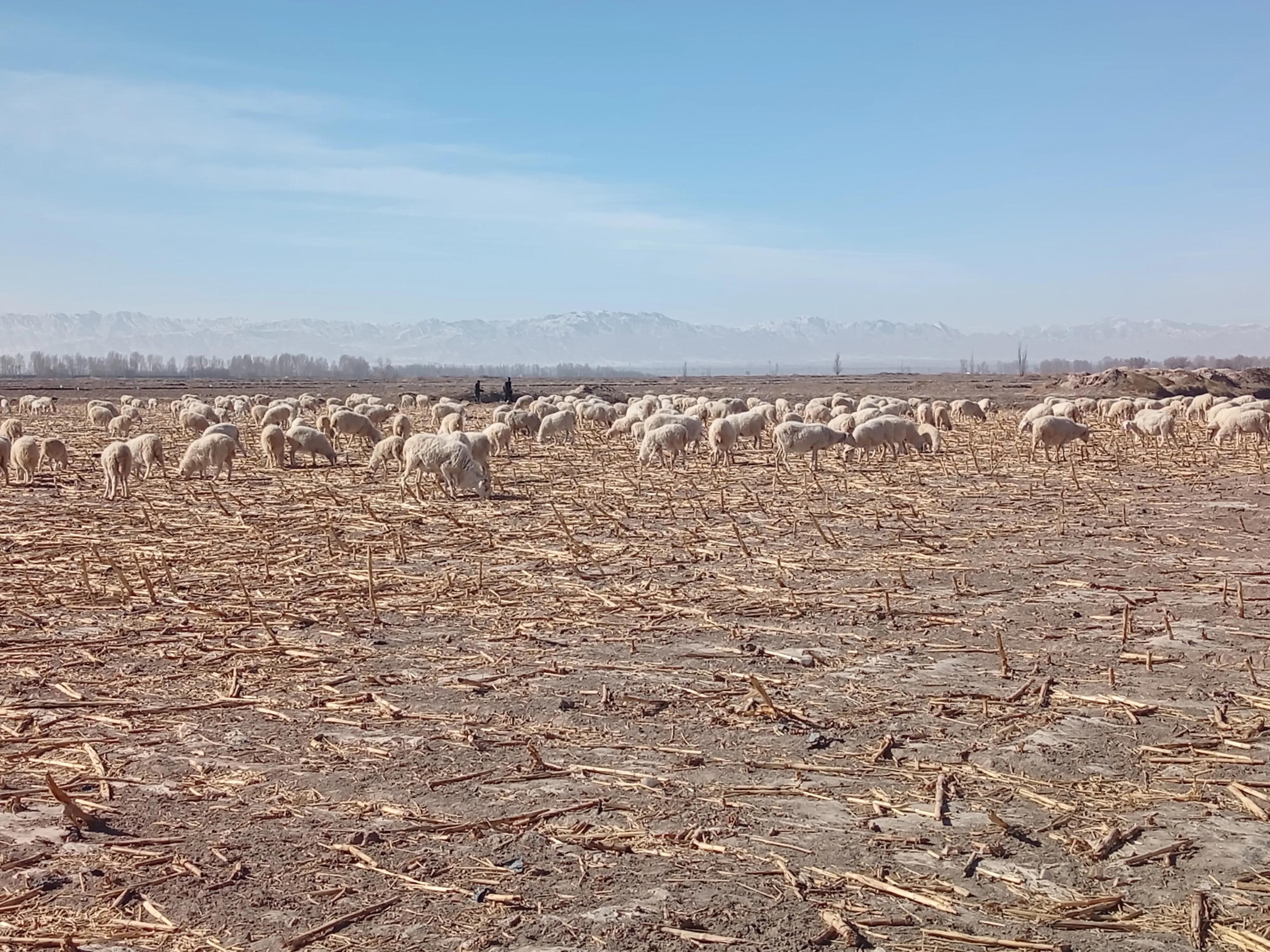 未来养羊和养牛哪个更有前途,新手创业选择养牛还是养羊合适