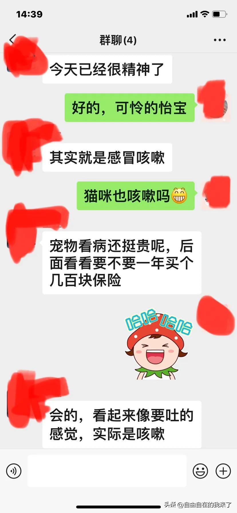 猫咪感冒发烧保险能不能用,猫咪感冒主人花了五六千没治好