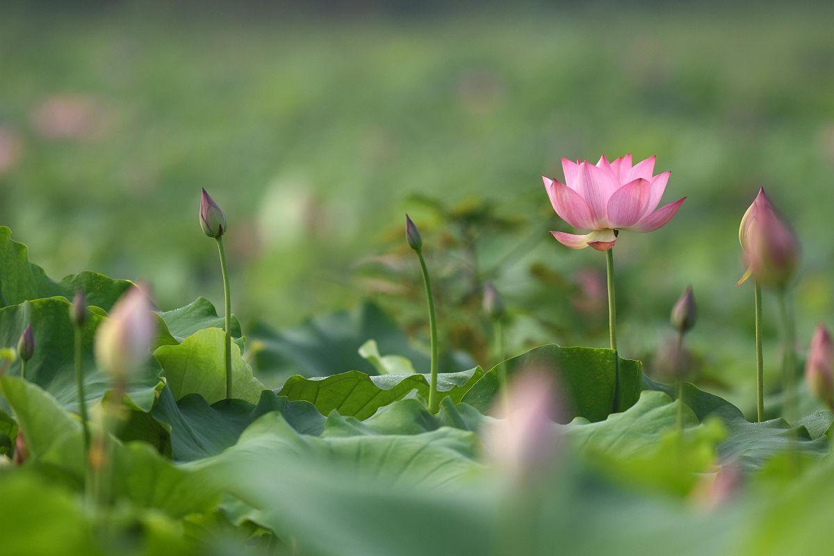 最美夏至诗让你清凉一夏,十首夏至诗词送你清凉一夏