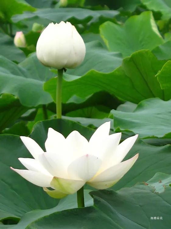 濯清涟而不妖说的是荷花还是莲花,濯清涟而不妖的荷花名句