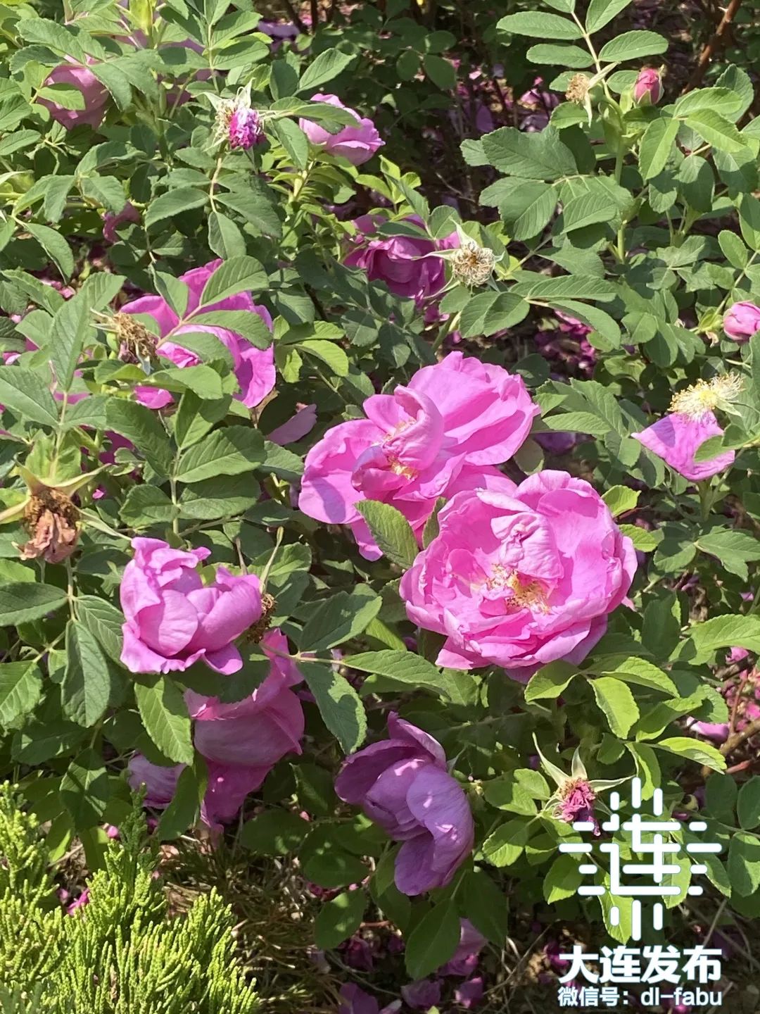 大连独一无二的花园,大连最新的花园