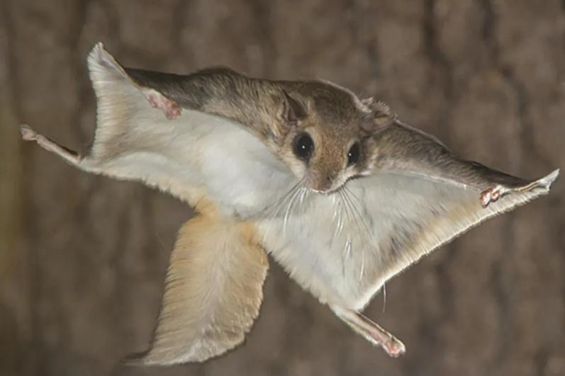 没翅膀会飞的动物,金花蛇飞行原理
