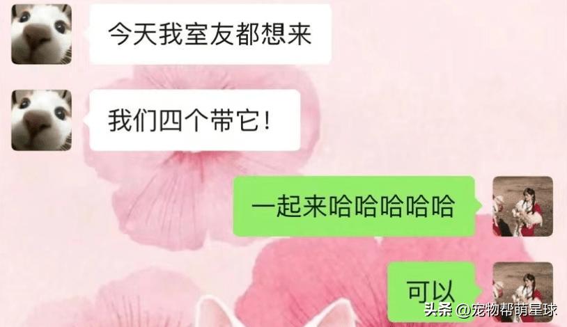 铲屎官的开心,开心快乐的铲屎官