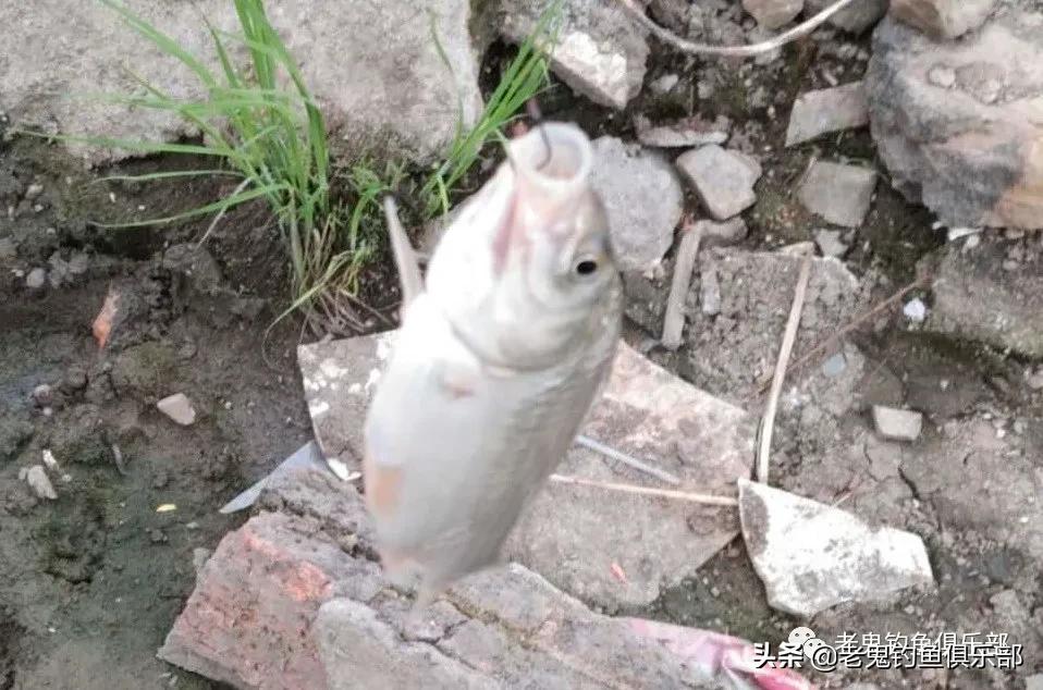 春江水暖,东风闸过足瘾