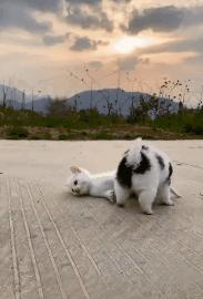 狗狗缺钙腿变形多久能补回来,狗狗缺钙怎么补最快最有效的方法