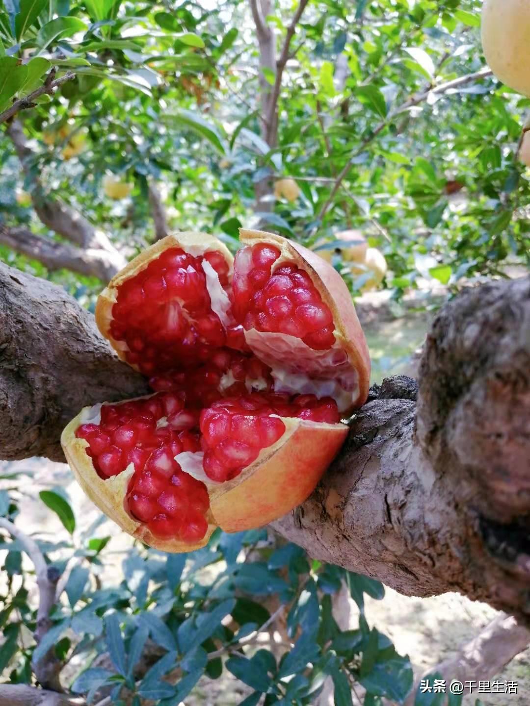 突尼斯软籽石榴和河阴石榴的区别,正宗原产地突尼斯第一名软籽石榴