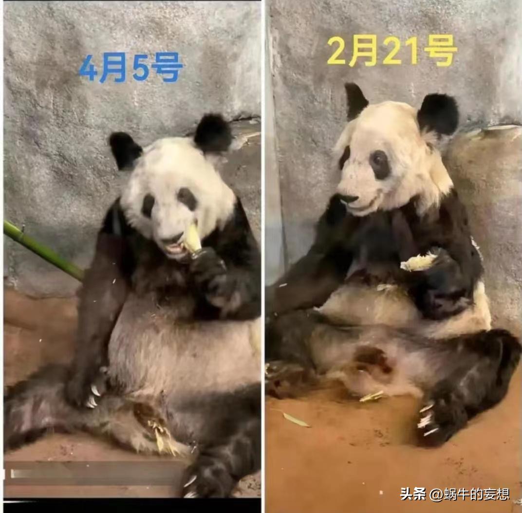 丫丫以前吃甘蔗的视频,丫丫变回小时候的样子