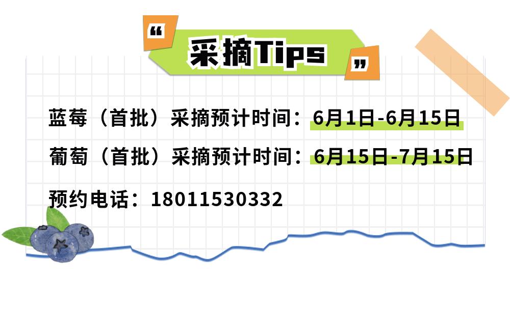 摘蓝莓桃子,摘蓝莓草莓樱桃桃子